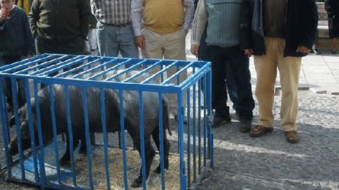 Almagro celebrar&aacute; ma&ntilde;ana San Ant&oacute;n sin el sorteo del guarrillo