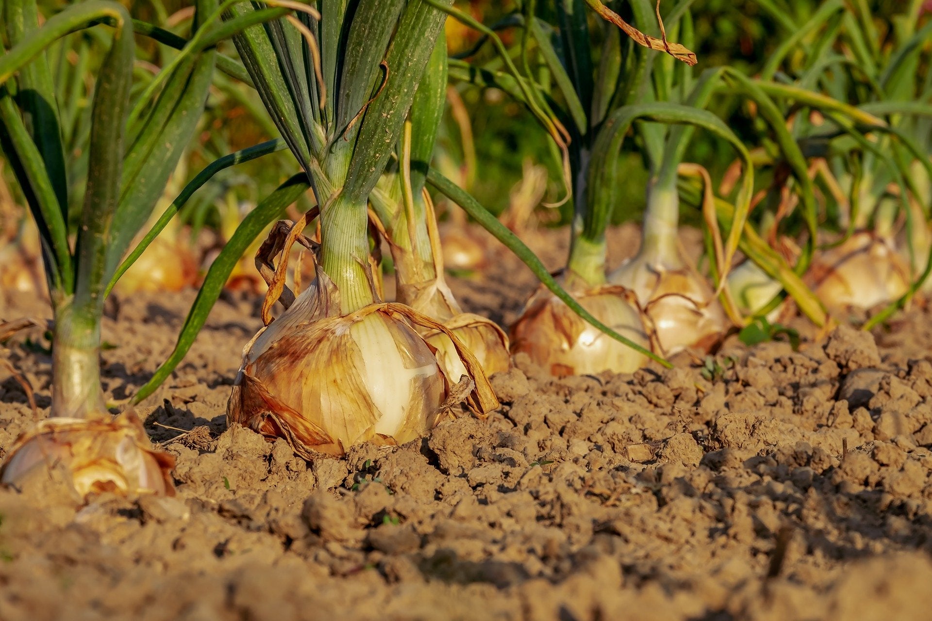 Desfase de precios en los productos agrícolas: la cebolla se vende un 1700% más cara de lo que se compra Desfase de precios en los productos agrícolas: la cebolla se vende un 1700% más cara de lo que se compra