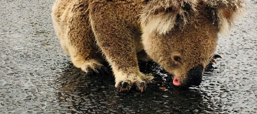 Imagen de un koala bebiendo agua en Australia sobre el asfalto Imagen de un koala bebiendo agua en Australia sobre el asfalto