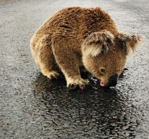 Imagen de un koala bebiendo agua en Australia sobre el asfalto Imagen de un koala bebiendo agua en Australia sobre el asfalto