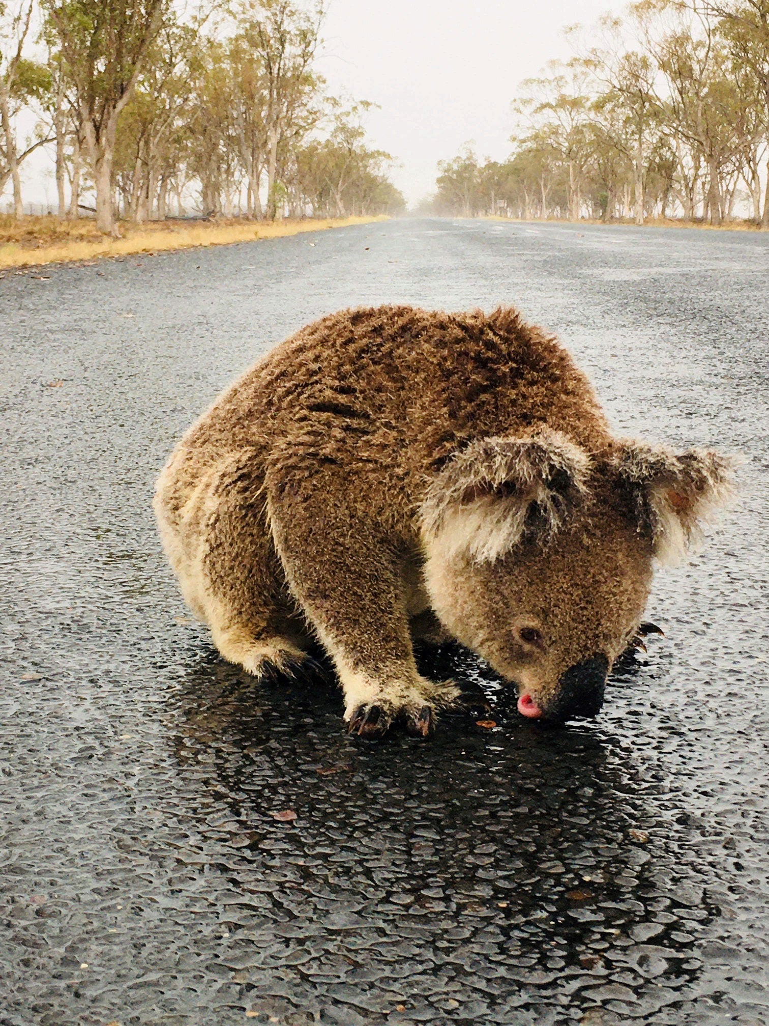 Un koala se bebe el agua que se queda en el asfalto tras las lluvias cerca de Moree, Australia Un koala se bebe el agua que se queda en el asfalto tras las lluvias cerca de Moree, Australia