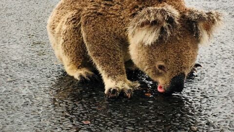 Imagen de un koala bebiendo agua en Australia sobre el asfalto