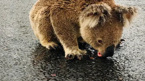 Imagen de un koala bebiendo agua en Australia sobre el asfalto Imagen de un koala bebiendo agua en Australia sobre el asfalto