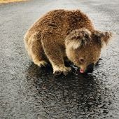 Imagen de un koala bebiendo agua en Australia sobre el asfalto