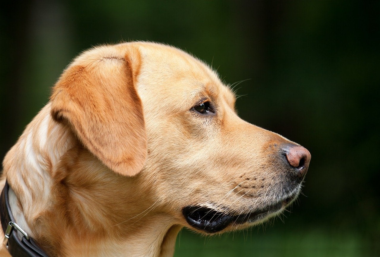 Un perro salva la vida de su dueño, enfermo de Covid: sus ladridos alertaron a los vecinos Un perro salva la vida de su dueño, enfermo de Covid: sus ladridos alertaron a los vecinos