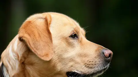 Imagen de archivo de un perro.