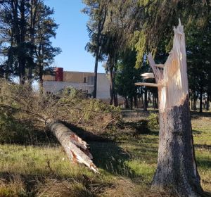 Árbol caído en Saldaña por el temporal Gloria Árbol caído en Saldaña por el temporal Gloria