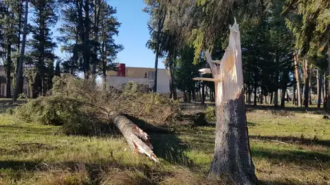 Árbol caído en Saldaña por el temporal Gloria Palencia