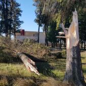 Árbol caído en Saldaña por el temporal Gloria