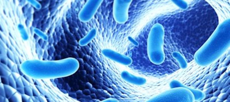 El 70% de los españoles que toman probióticos mejoran su salud intestinal El 70% de los españoles que toman probióticos mejoran su salud intestinal
