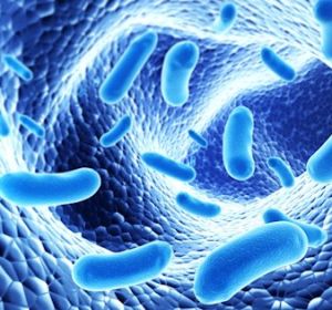 El 70% de los españoles que toman probióticos mejoran su salud intestinal El 70% de los españoles que toman probióticos mejoran su salud intestinal