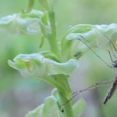 A los mosquitos les gustan las flores tanto como los humanos