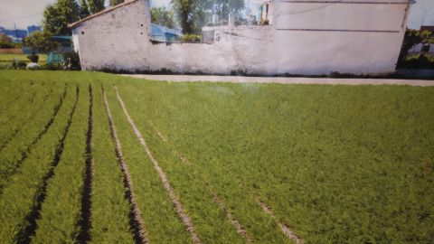 Huerta en los alrededores de Val&egrave;ncia