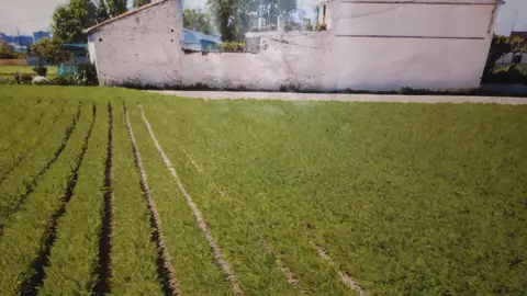 Huerta en los alrededores de València Huerta en los alrededores de València