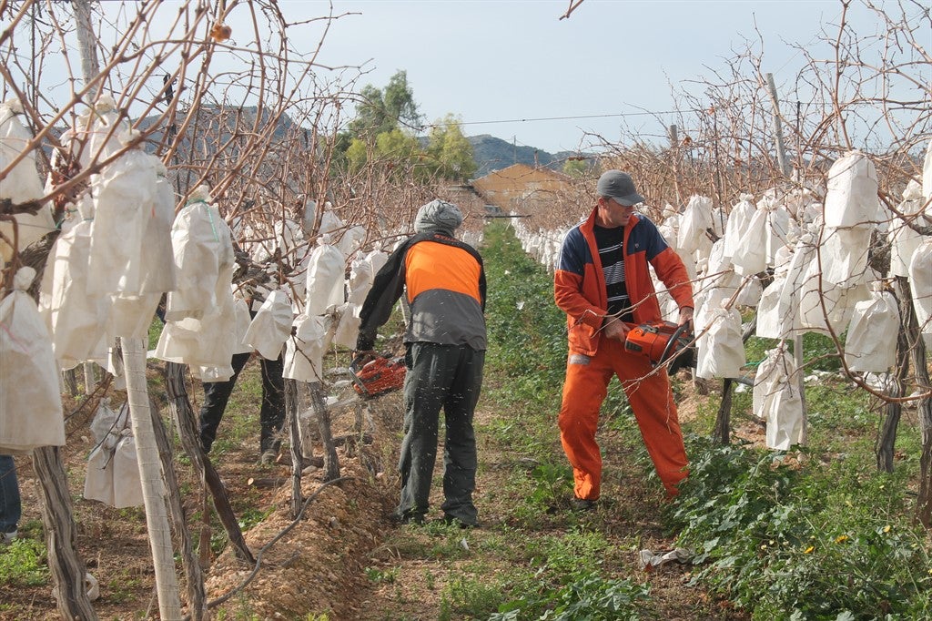 Arrancan 10.000 parras con 100.000 kilos de uva embolsada por la falta de rentabilidad para el agricultor Arrancan 10.000 parras con 100.000 kilos de uva embolsada por la falta de rentabilidad para el agricultor