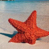 Estrella de mar en una playa