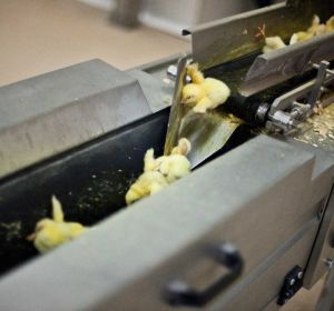 Pollitos triturados poco después de nacer Pollitos triturados poco después de nacer