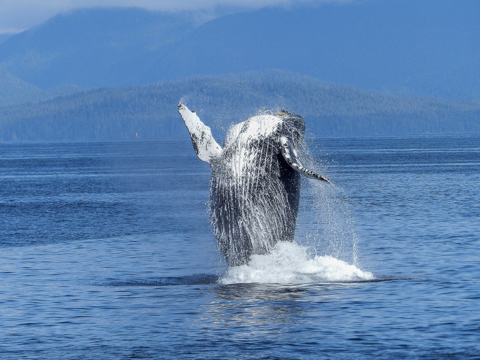 La Cultureta Gran Reserva: Cuando cazábamos ballenas (y llegamos hasta Canadá) La Cultureta Gran Reserva: Cuando cazábamos ballenas (y llegamos hasta Canadá)