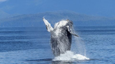 Fotograf&iacute;a de una ballena jorobada