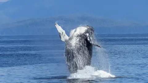 Fotografía de una ballena jorobada Fotografía de una ballena jorobada