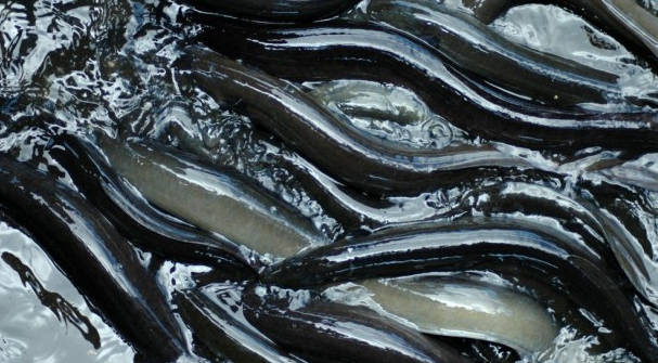 La consejería Agricultura no ha limitado la pesca de anguilas para aparentar que el Mar Menor se recupera La consejería Agricultura no ha limitado la pesca de anguilas para aparentar que el Mar Menor se recupera