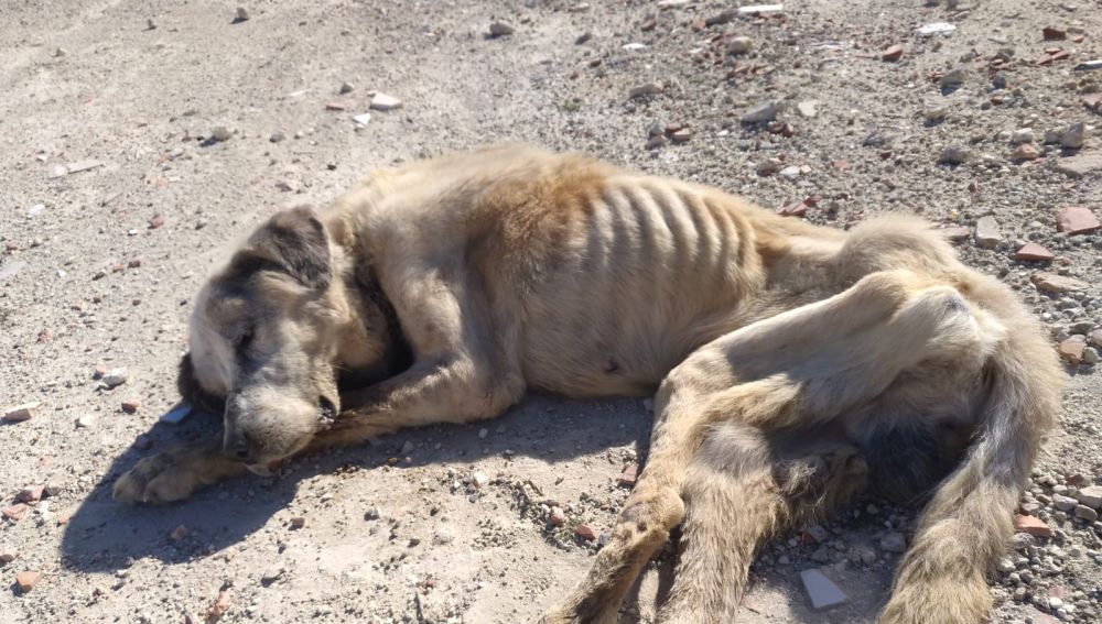 Ragnar, el mastín encontrado abandonado y moribundo en febrero de 2020 en Elche.
