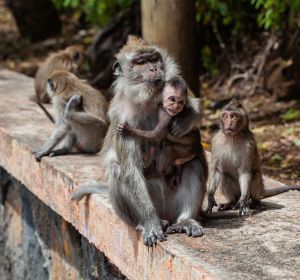 Monos Monos