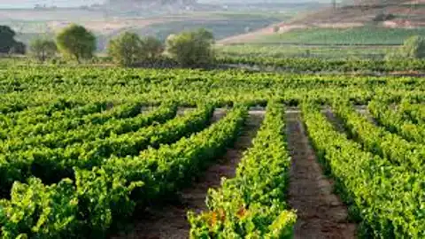 onda agraria campo, cultivos