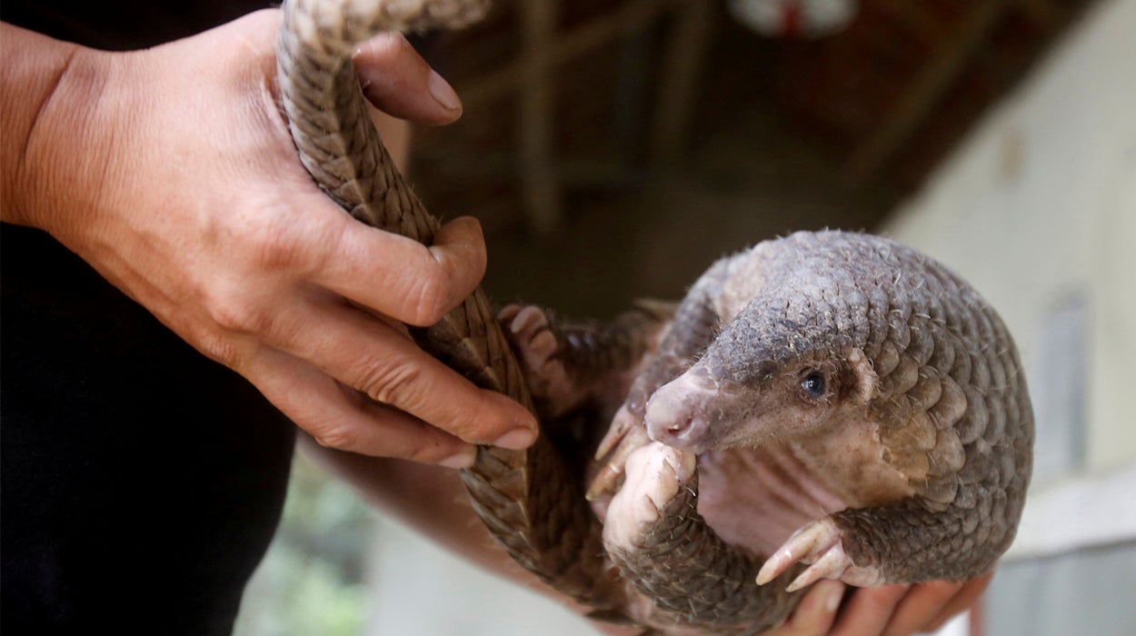 Investigadores chinos han identificado al pangolín como huésped del coronavirus Investigadores chinos han identificado al pangolín como huésped del coronavirus