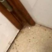 Plaga de insectos Urgencias Gran Canaria