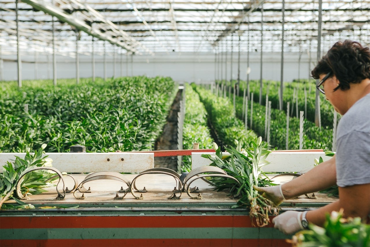 Onda Cero Alicante y Bruflor regalan rosas por San Valentín Onda Cero Alicante y Bruflor regalan rosas por San Valentín