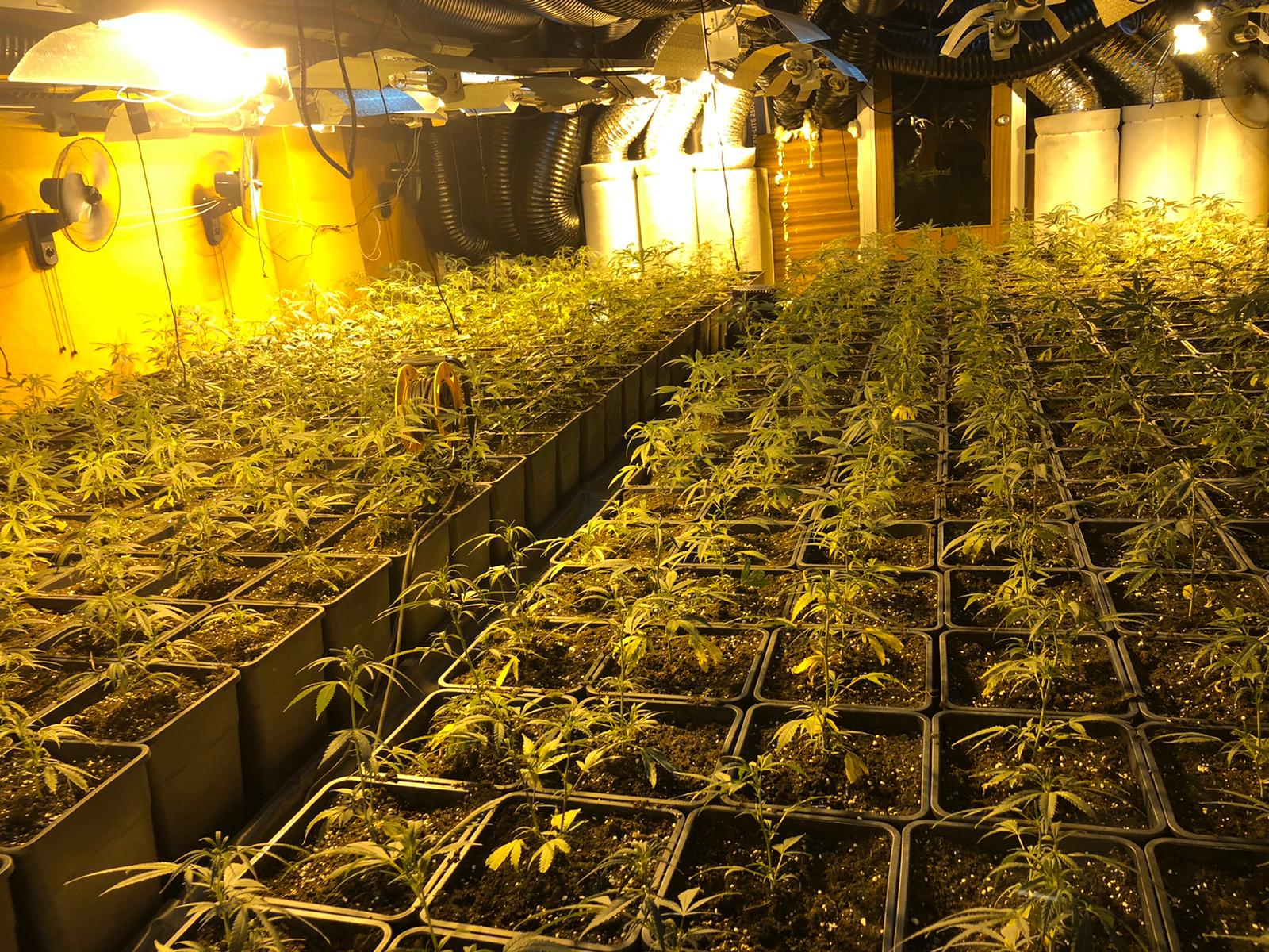 Detenido por tener una plantación indoor de marihuana Detenido por tener una plantación indoor de marihuana
