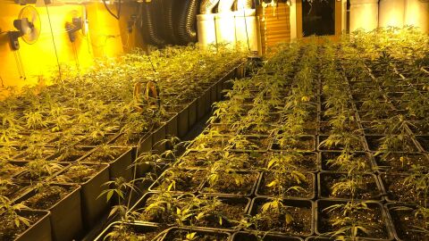 Detenidas tres personas tras desmantelar una plantaci&oacute;n de marihuana en Esplugues de Llobregat 
