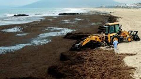 ALGA ASI&Aacute;TICA