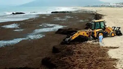 ALGA ASIÁTICA ALGA ASIÁTICA