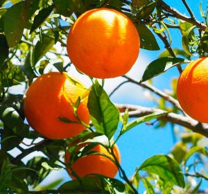 Naranjas Naranjas