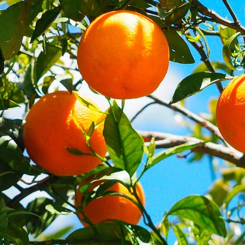 Un naranjo repleto de naranjas