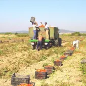 campo extremeño campo extremeño