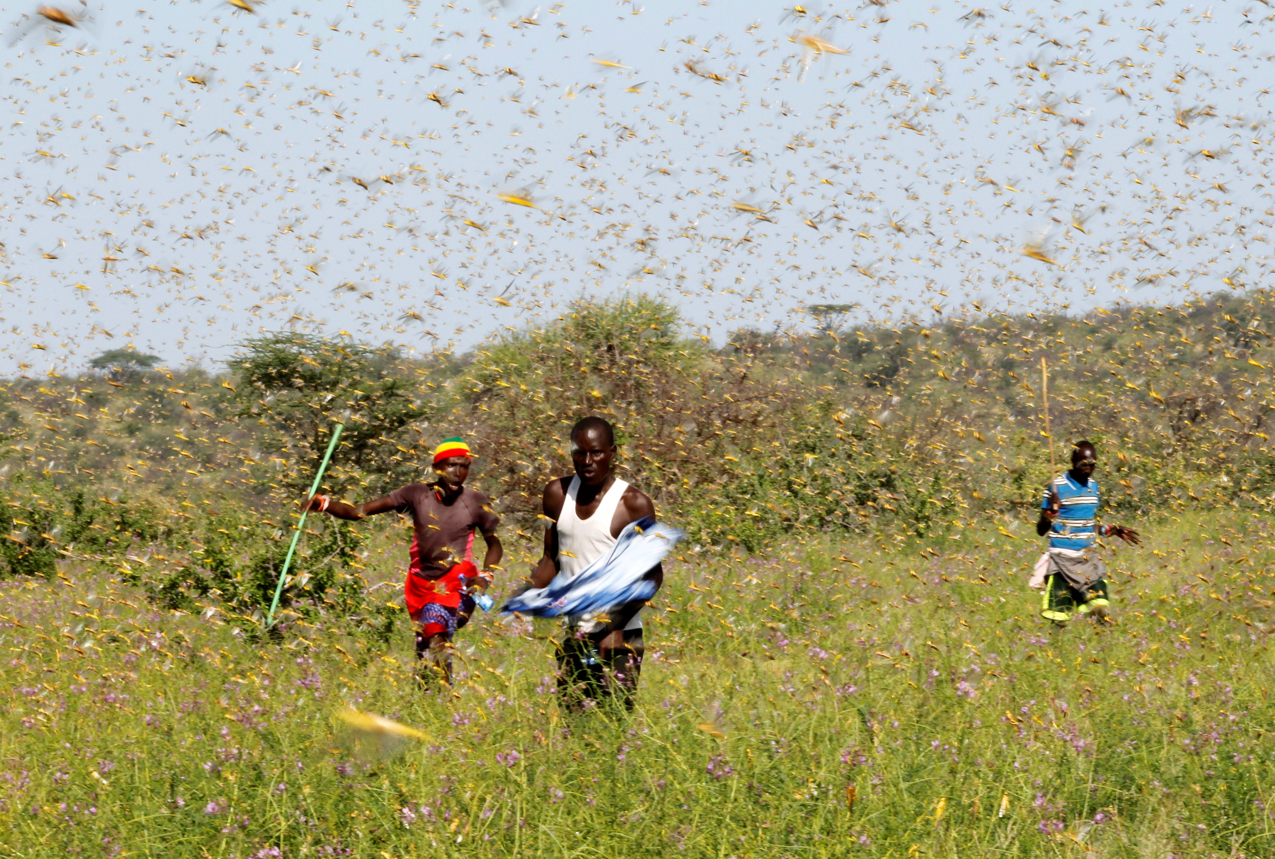 Una plaga de langostas provoca hambruna en el este y el cuerno de África Una plaga de langostas provoca hambruna en el este y el cuerno de África