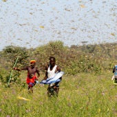 Plaga de langostas en el Cuerno de África.