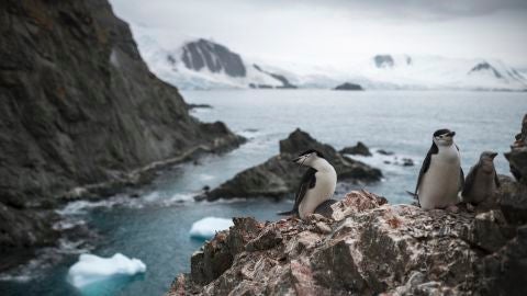 Poblaci&oacute;n de ping&uuml;inos barbijo en Ant&aacute;rtida