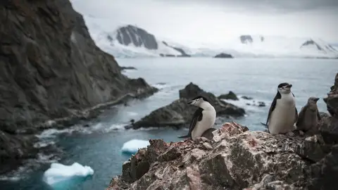 Población de pingüinos barbijo en Antártida Población de pingüinos barbijo en Antártida