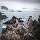 Población de pingüinos barbijo en Antártida