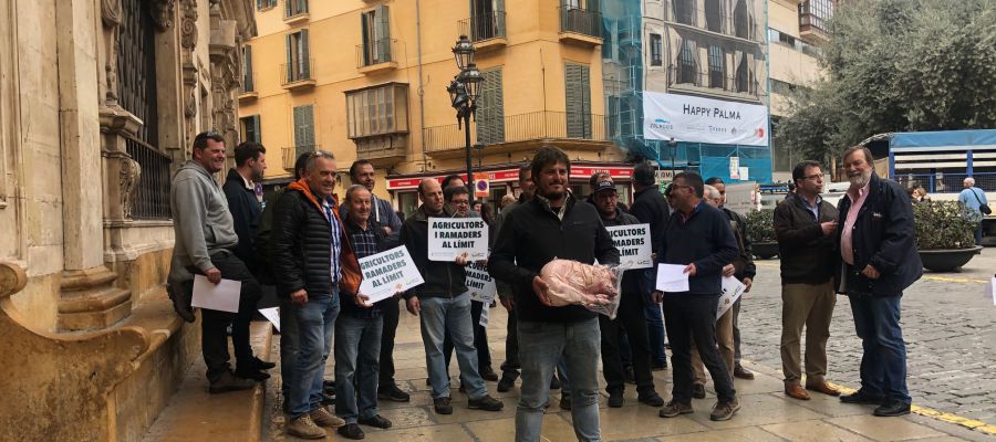 Agricultores y ganaderos de Mallorca, frente a Cort, con una porcella que han entregado al Alcalde de Palma. Agricultores y ganaderos de Mallorca, frente a Cort, con una porcella que han entregado al Alcalde de Palma.
