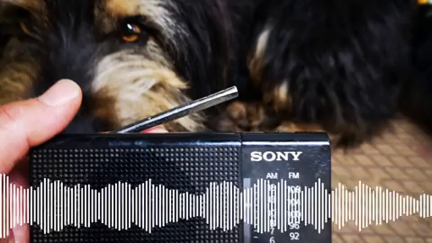 "En el mundo rural está muy viva la radio" "En el mundo rural está muy viva la radio"