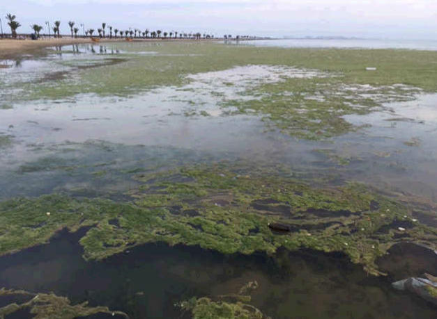 Mar Menor. Luengo confirma que no han desmontado ni un solo metro de regadío ilegal Mar Menor. Luengo confirma que no han desmontado ni un solo metro de regadío ilegal