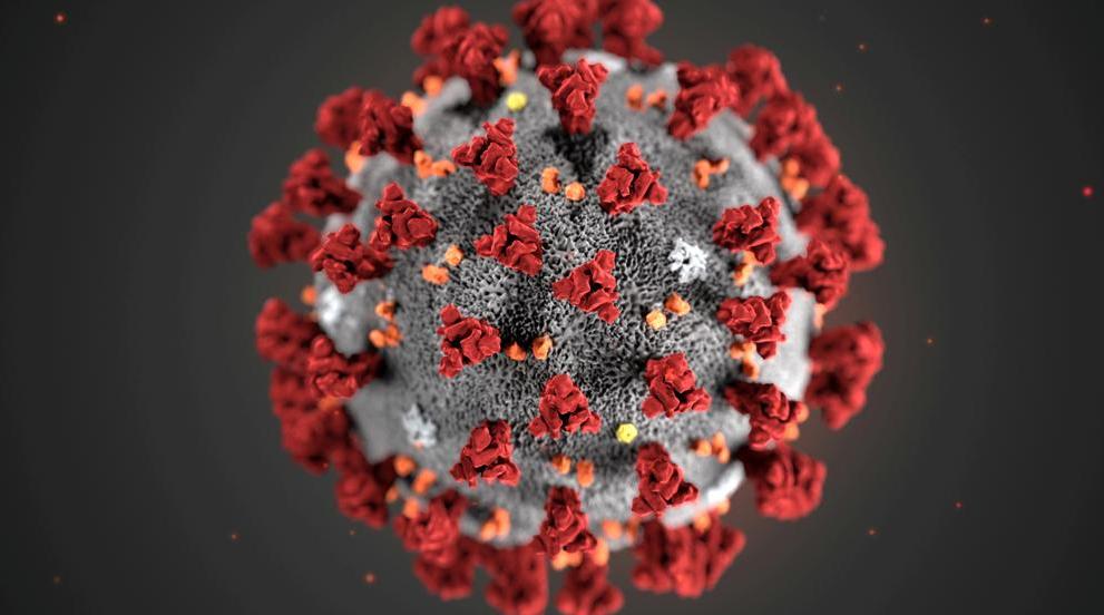 Así actúa el coronavirus en el proceso infeccioso de las personas Así actúa el coronavirus en el proceso infeccioso de las personas