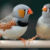 Pájaros cantores