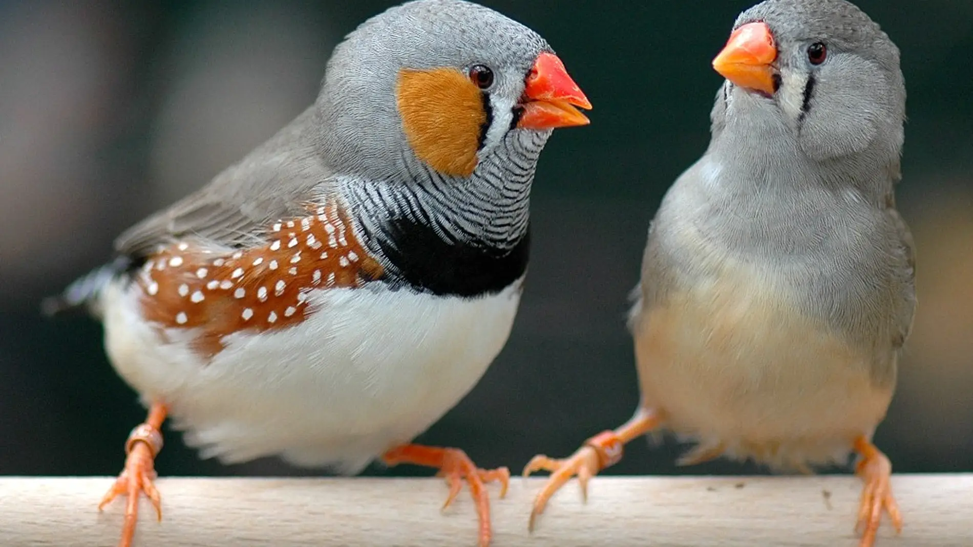 Secuenciado un extrano cromosoma en los pajaros cantores Secuenciado un extrano cromosoma en los pajaros cantores
