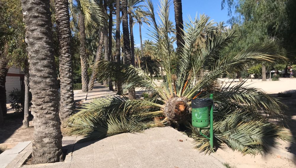 Las rachas de viento, de hasta 90 km/h, provocaron la caída de una palmera en el CEIP El Palmeral.